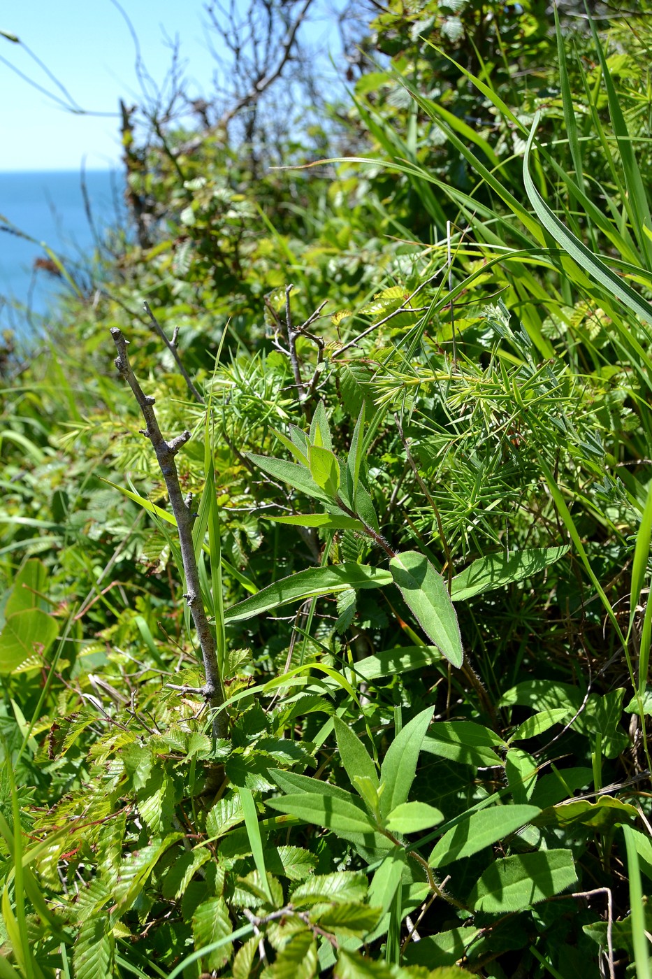 Изображение особи Hieracium scabiosum.