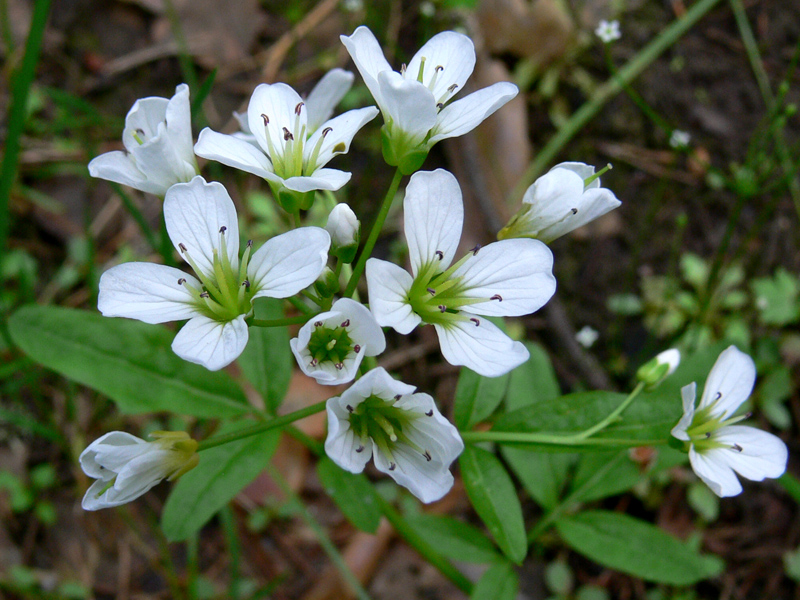 Изображение особи Cardamine amara.