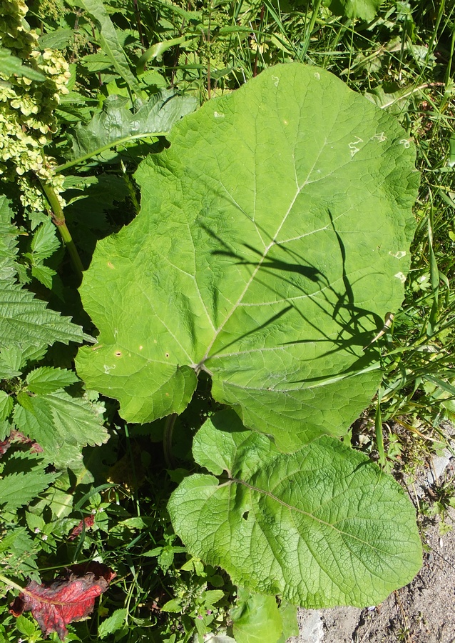 Изображение особи род Arctium.