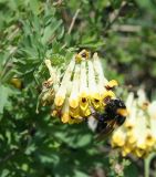 Corydalis nobilis