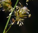 Dactylis glomerata. Часть соцветия. Московская обл., Раменский р-н, окр. ж.-д. платформы Хрипань, просека под ЛЭП. 10.08.2016.