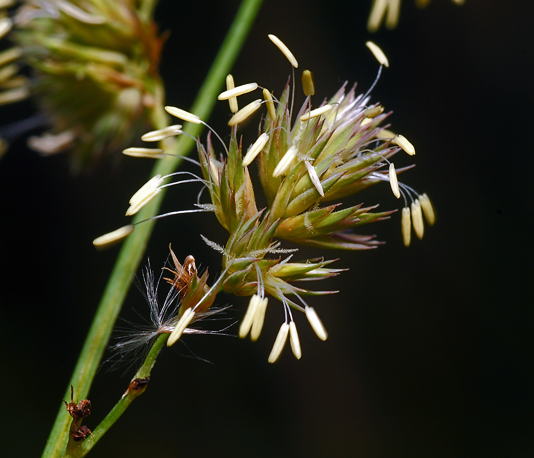 Изображение особи Dactylis glomerata.