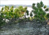 Pinus pumila. Ствол с обнажёнными корнями. Магаданская обл., Колымское нагорье, склон сопки Беличья близ пос. Ягодное. 25.07.2008.