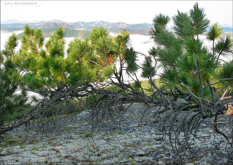 Image of Pinus pumila specimen.