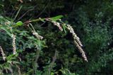 Persicaria lapathifolia