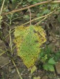 Xanthium orientale