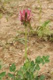 Astragalus platyphyllus