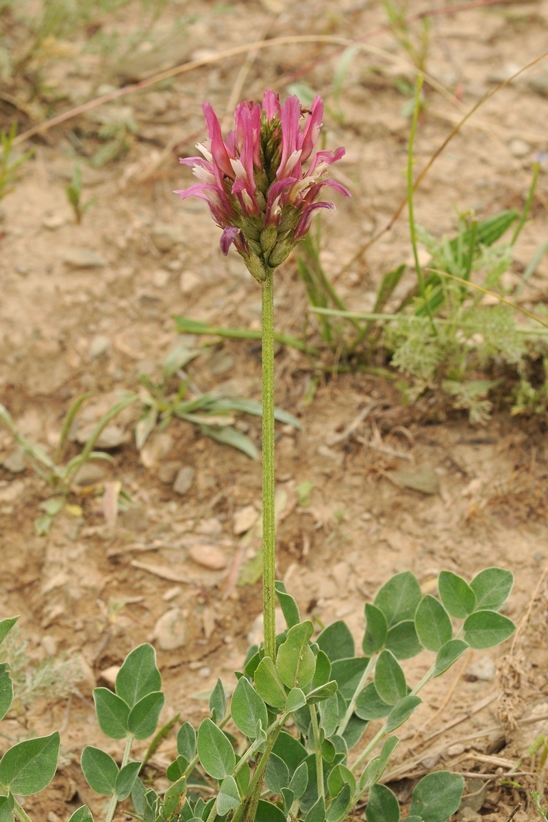 Изображение особи Astragalus platyphyllus.