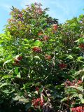 Sambucus manshurica. Ветви растения с созревающими плодами. Амурская обл., Бурейский р-н, с. Виноградовка, в культуре. 16.07.2016.