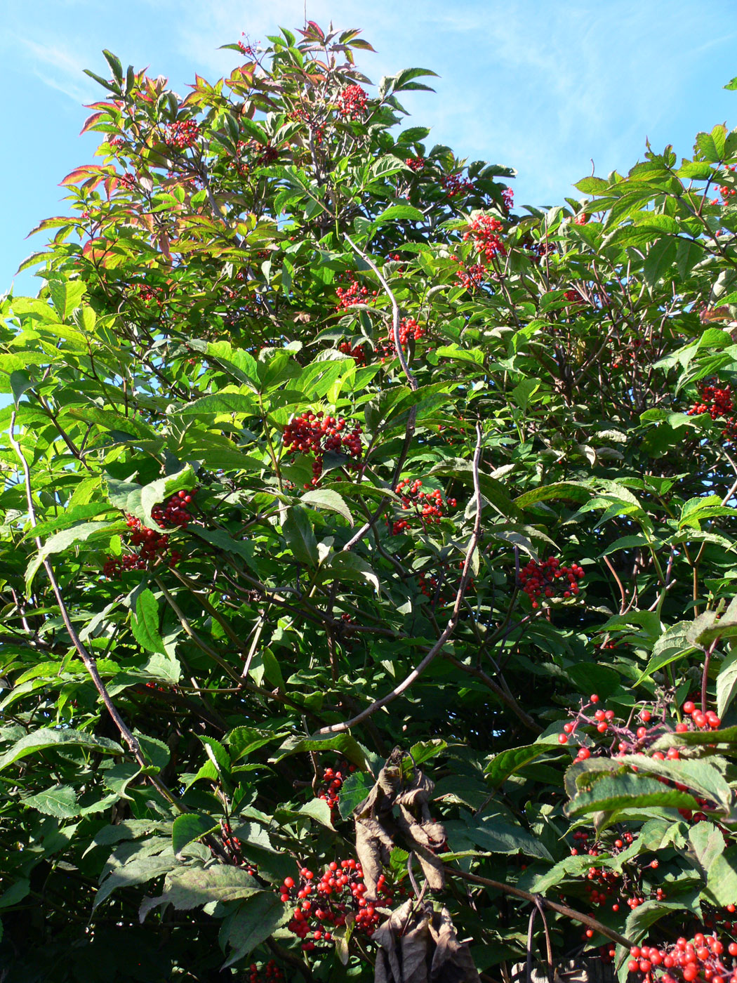 Image of Sambucus manshurica specimen.