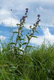 Campanula glomerata. Цветущее растение. Ленинградская обл., Гатчинский р-н, окр. пос. Пудость, заброшенный травертиновый карьер, суходольный злаково-разнотравный луг. 10.07.2016.