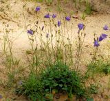 Campanula rotundifolia. Цветущая куртина на обочине дороги. Ленинградская обл., окр. пос. Рощино. 24.07.2009.