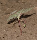 Chrozophora plicata
