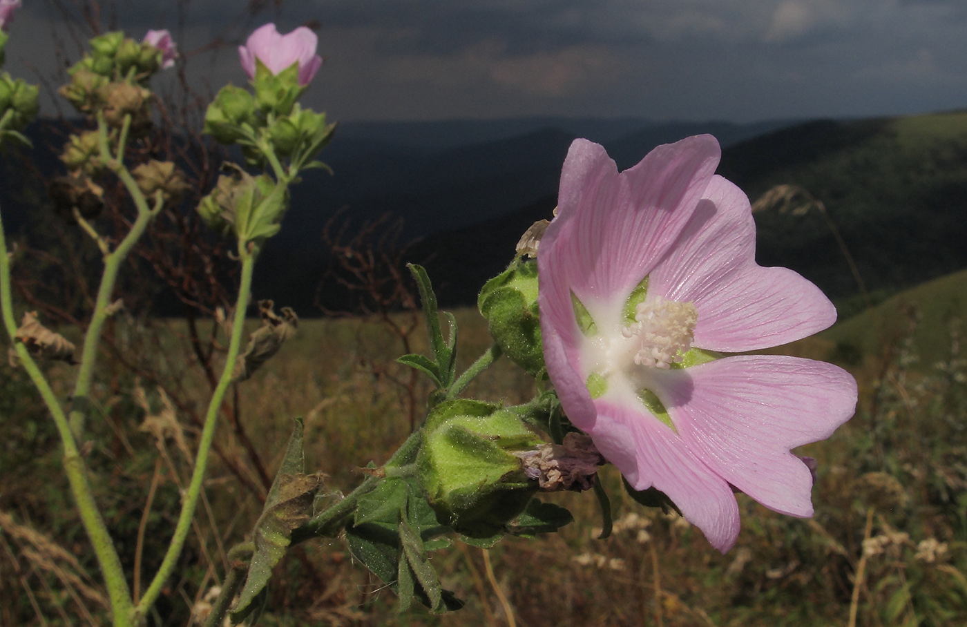 Image of Malva thuringiaca specimen.