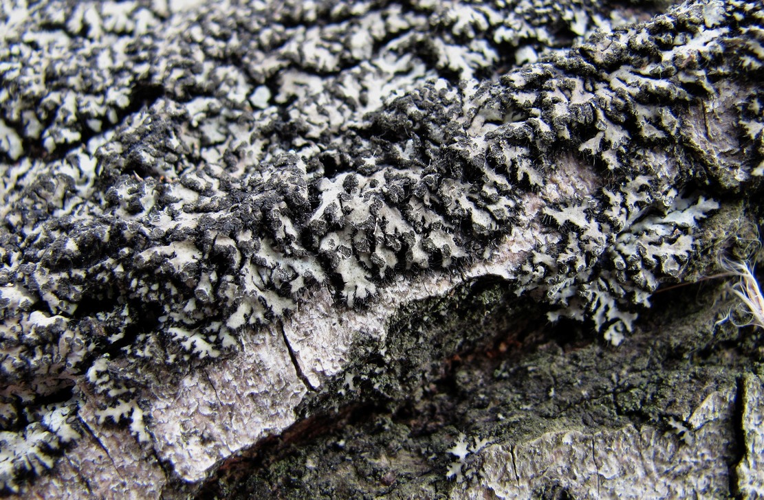 Image of Phaeophyscia orbicularis specimen.