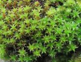 genus Syntrichia