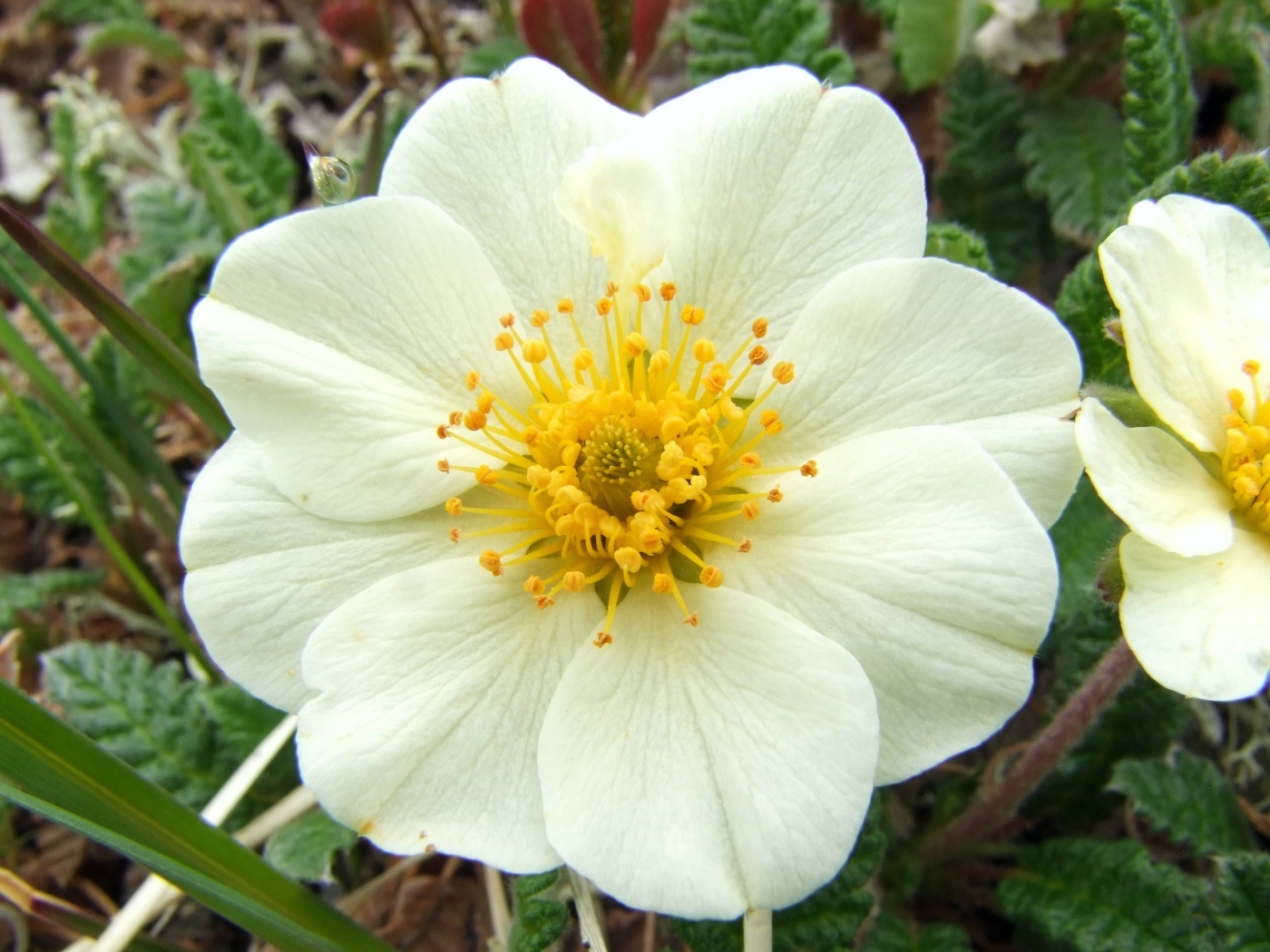 Изображение особи Dryas ajanensis.