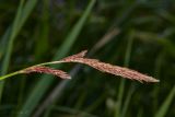 Carex melanostachya. Мужские колоски. Молдова, Криулянский р-н, окр. с. Бутучены. 14.06.2015.