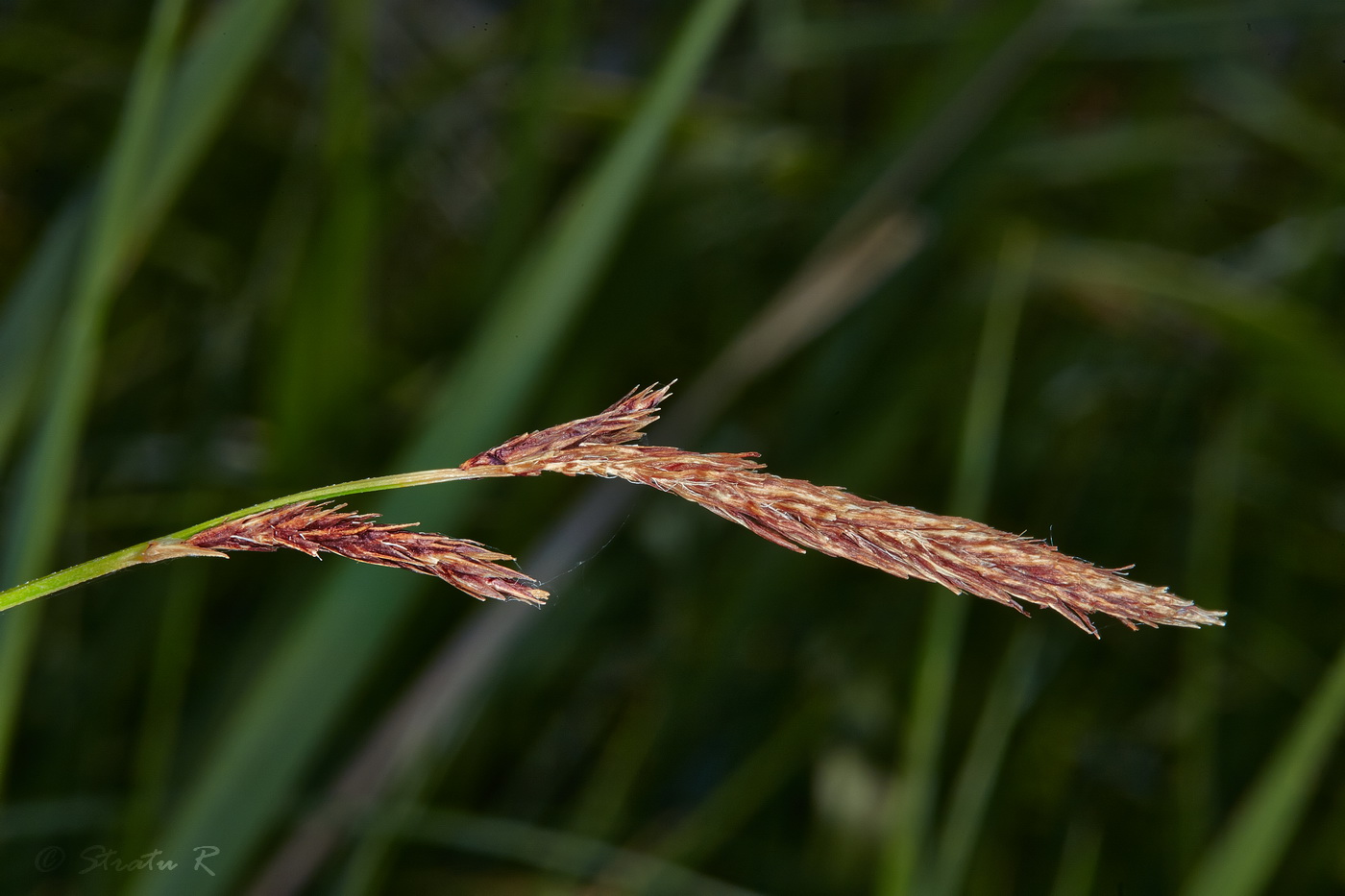 Image of Carex melanostachya specimen.