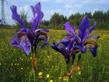 Iris sibirica