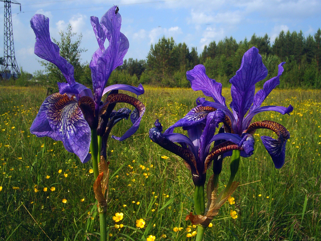 Изображение особи Iris sibirica.