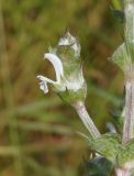 Salvia aethiopis. Боковая часть соцветия. Украина, г. Запорожье, часть балки к югу от Областной больницы, возле дороги. 14.06.2016.