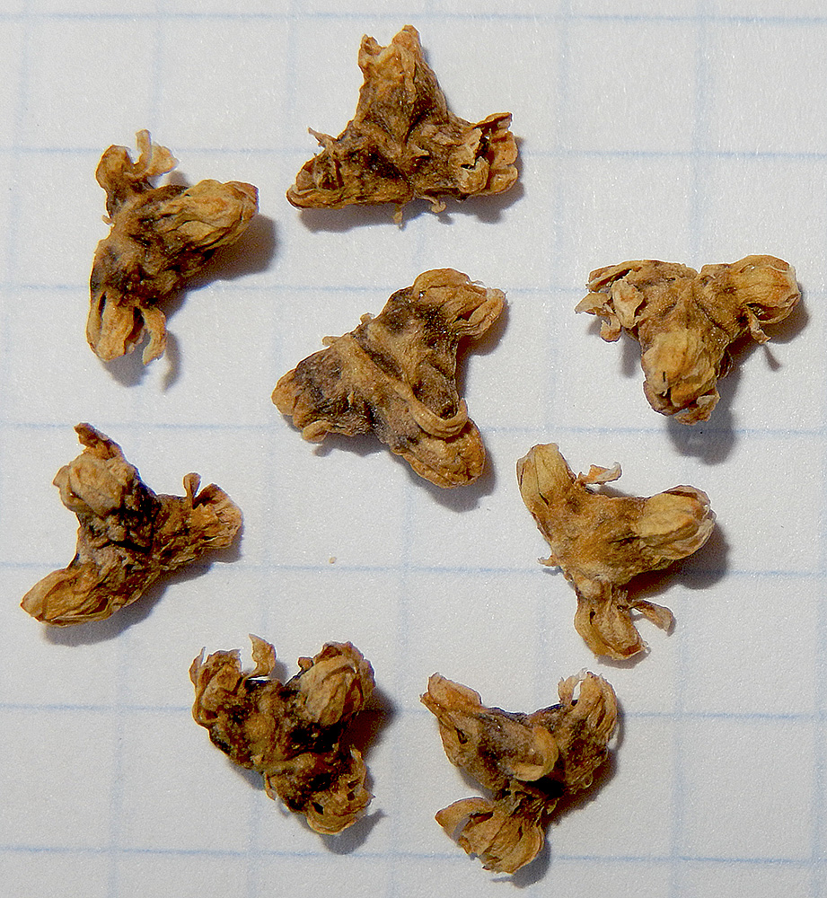 Image of Beta corolliflora specimen.