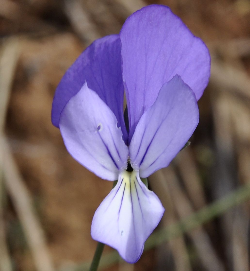Изображение особи Viola rausii.