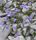 Campanula rotundifolia