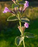 genus Nepeta. Часть побега цветущего растения. Подмосковье, Одинцовский р-н, дер. Лайково, приусадебный участок. Октябрь 2016 г.