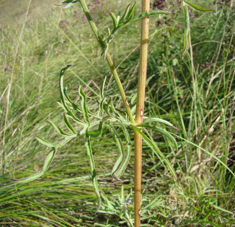 Image of Centaurea scabiosa specimen.