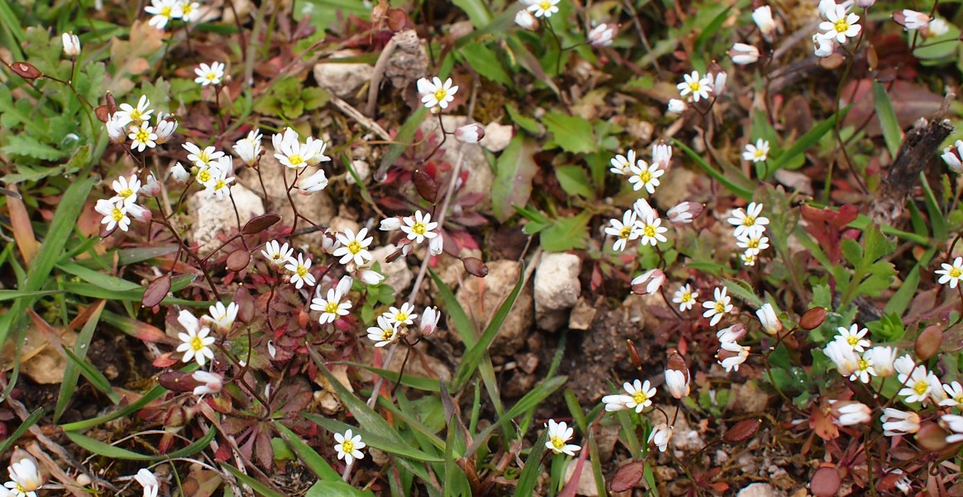 Изображение особи Erophila verna.