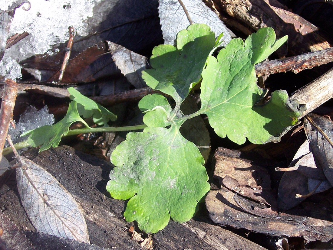Изображение особи Chelidonium majus.