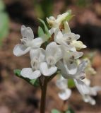 Corydalis caucasica. Соцветие. Краснодарский край, Абинский р-н, окр. ст-цы Холмская, приречный лес. 10.03.2017.