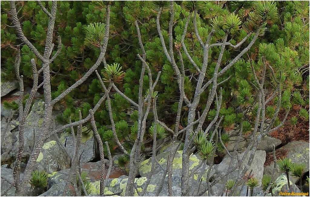 Image of Pinus mugo specimen.