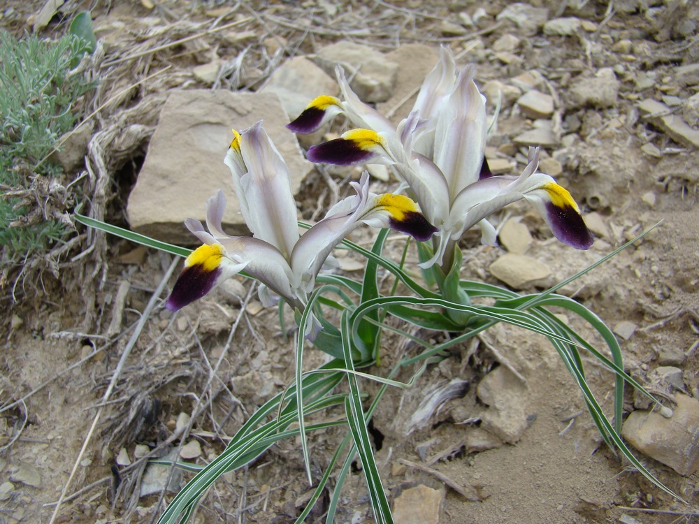 Image of Juno rodionenkoi specimen.