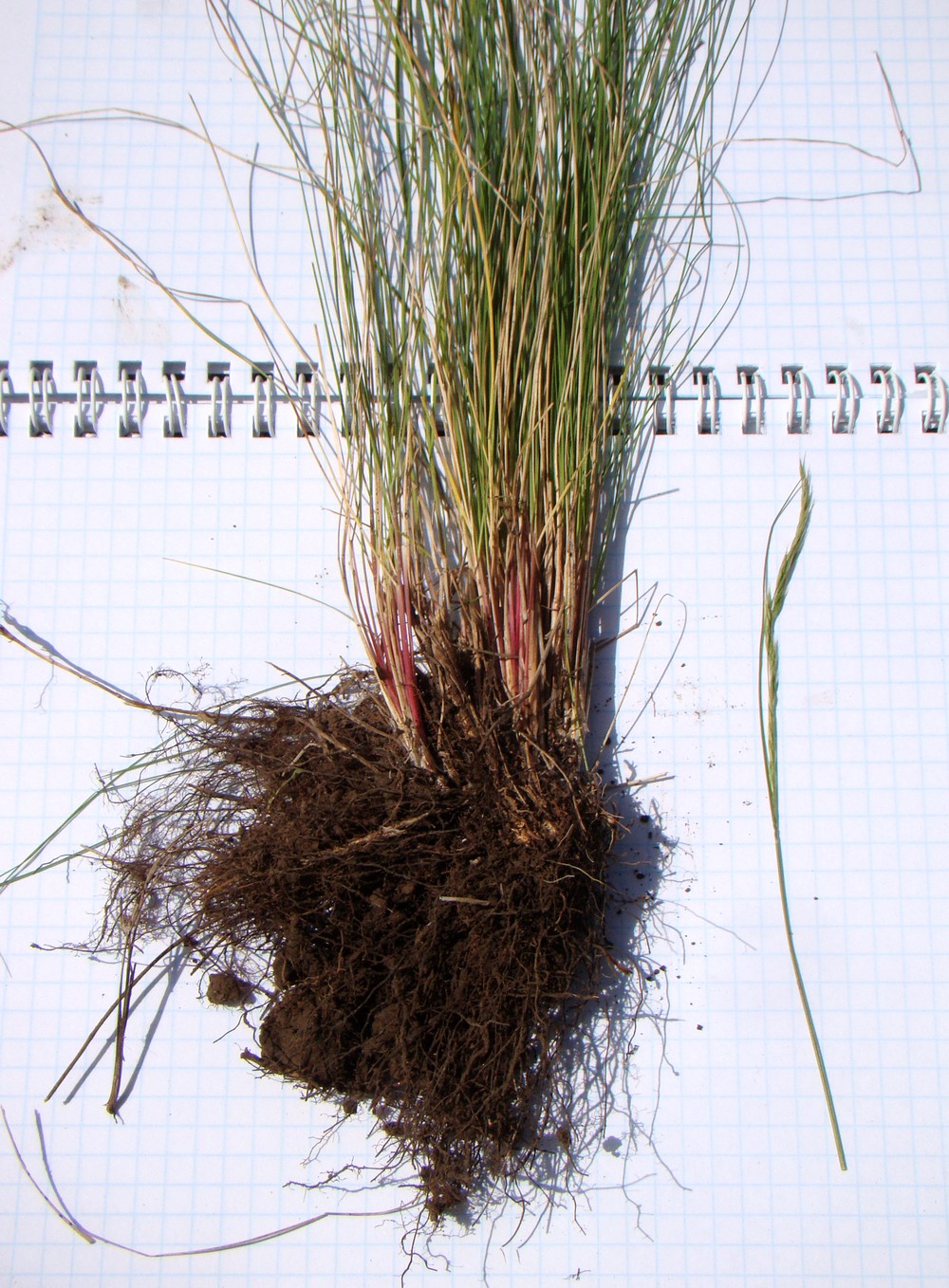Image of Festuca valesiaca specimen.