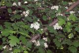 Crataegus pseudoheterophylla. Часть ветви с соцветиями. Узбекистан, г. Ташкент, Ботанический сад им. Ф.Н. Русанова. 30.04.2017.