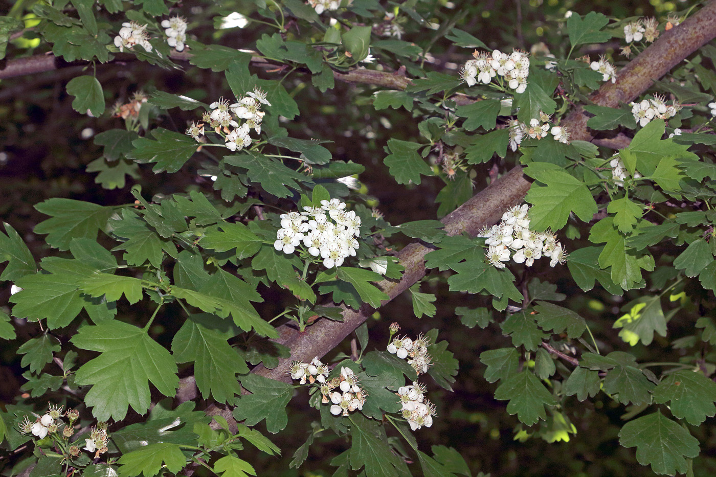 Image of Crataegus pseudoheterophylla specimen.