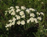 Spiraea hypericifolia