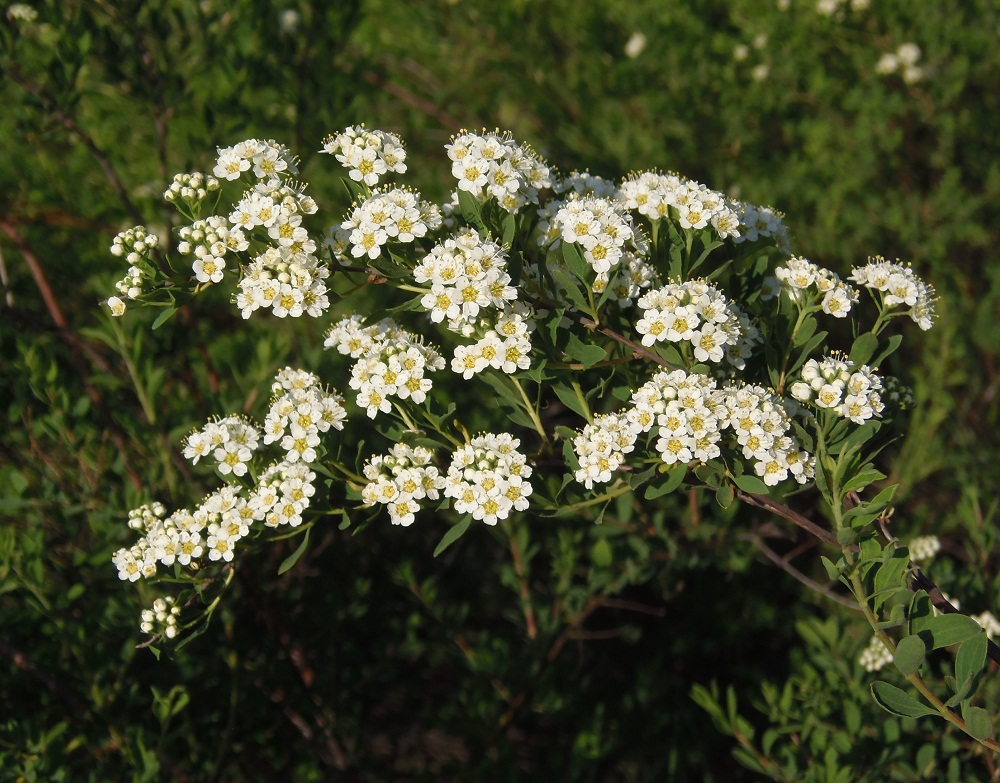 Image of Spiraea hypericifolia specimen.