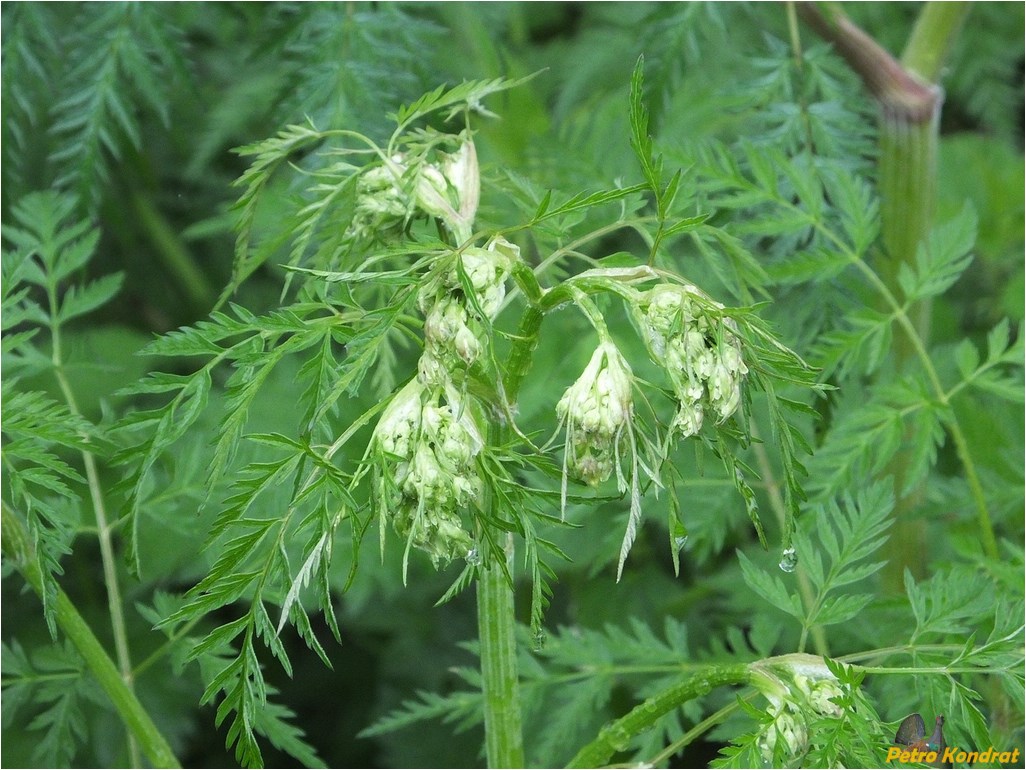 Изображение особи Anthriscus sylvestris.