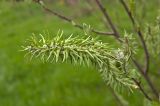 род Salix. Часть соплодия. Пермский край, г. Пермь, Кировский р-н, недалеко от садовых участков, на поляне около грунтовой дороги. 28 мая 2017 г.