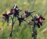 Delphinium puniceum