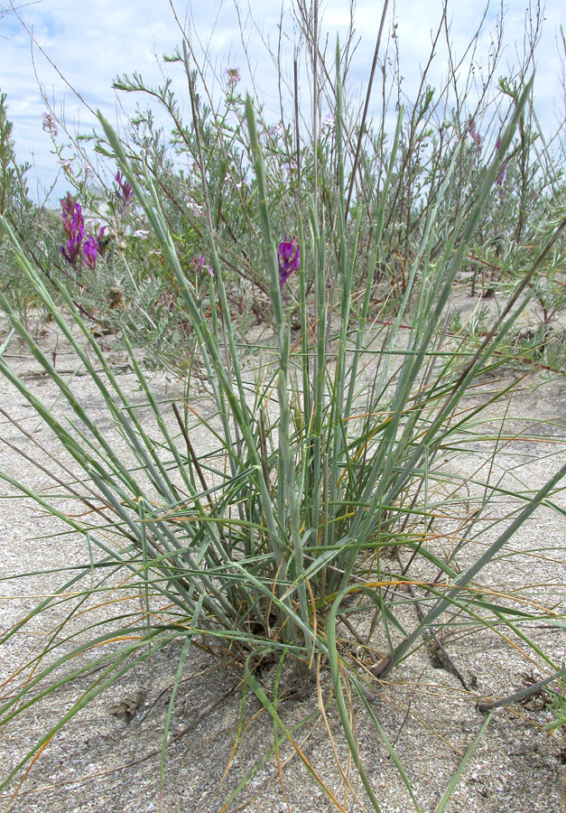 Изображение особи Elytrigia bessarabica.