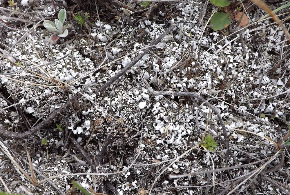 Image of Cladonia foliacea specimen.