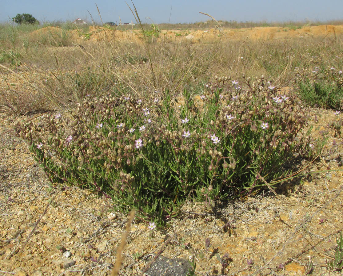 Image of Spergularia media specimen.