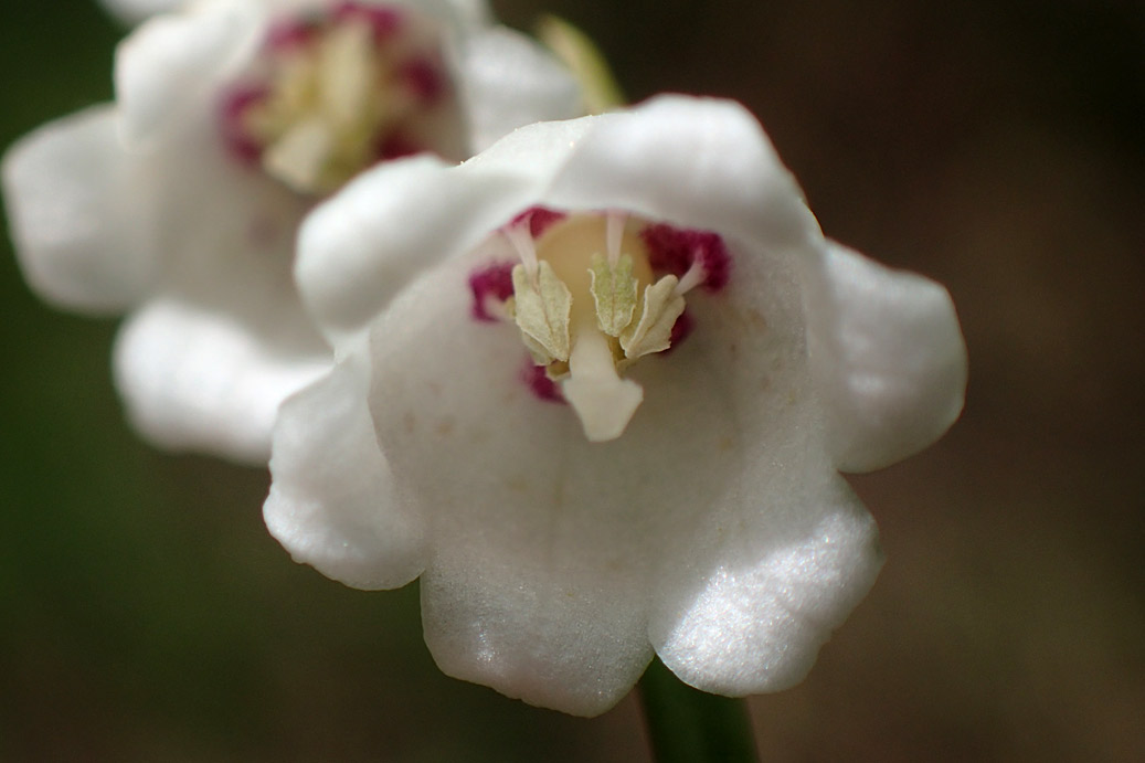 Изображение особи Convallaria majalis.