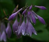 Hosta albomarginata. Цветки и бутоны с каплями дождя. Московская обл., Раменский р-н, окр. дер. Хрипань, садовый участок. 31.07.2017.