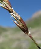 familia Poaceae. Часть соцветия. Кабардино-Балкария, Эльбрусский р-н, долина р. Ирикчат, ≈ 2900 м н.у.м. 28.07.2017.